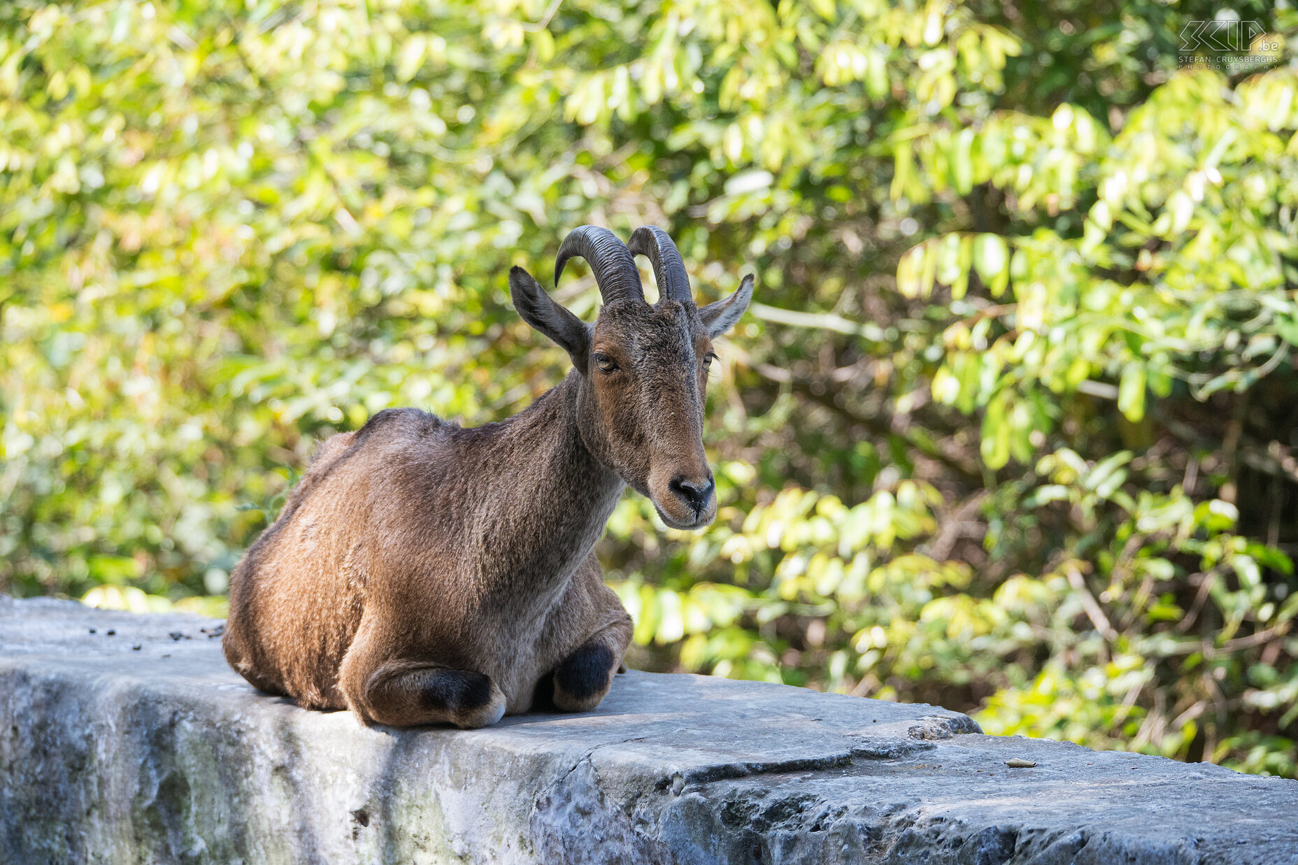 Valparai - Nilgiri tahr The Nilgiri tahr (Nilgiritragus hylocrius) known locally as the Nilgiri ibex is endemic to the Nilgiri Hills and the Western Ghats in the states of Tamil Nadu and Kerala in southern India. Stefan Cruysberghs